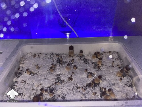 Probably failed grow? 69297ac0bbecd