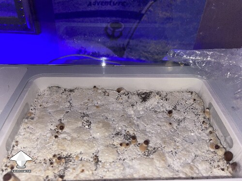 Probably failed grow? 69297ac2653fa