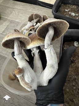 Blue Meanie mushrooms grown at home