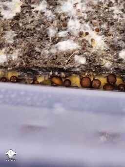 Thai Lipa Yai side pins mushrooms #2