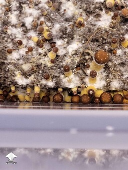 Thai Lipa Yai side pins mushrooms