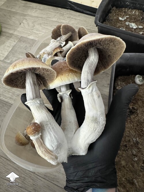 Blue Meanie mushrooms grown at home