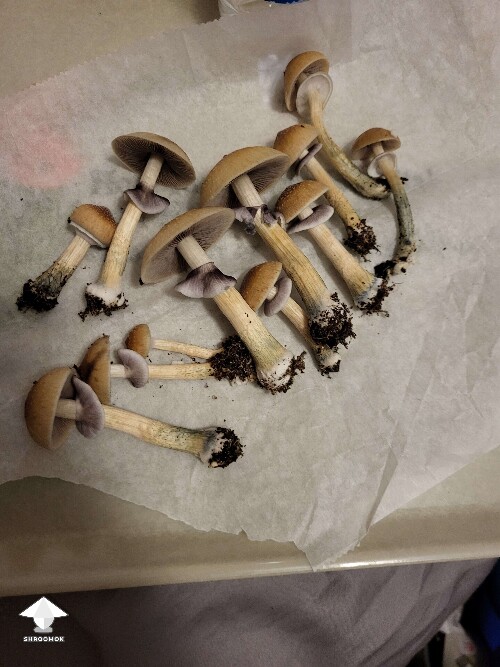 Thai Lipa Yai mushrooms - third flush this strain is relentless - going for a fourth flush