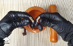 Dry Antler Reishi mushroom