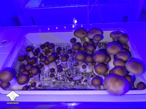 Thumbnail: Probably failed grow? 692d544b990ca