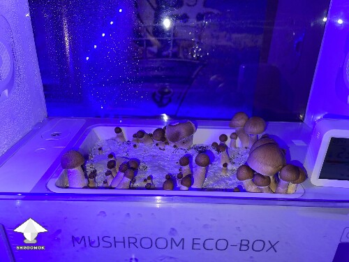 Thumbnail: Probably failed grow? 692d544d8f308