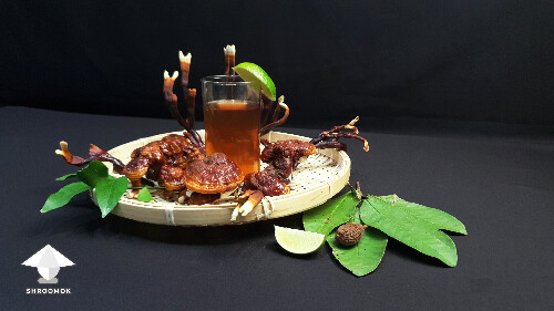 Bitter amber Reishi Tea for physical and mental health 