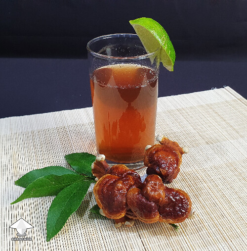 Health tonic reishi ganoderma tea