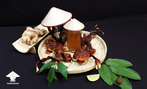 Reishi mushroom is a traditional medicine