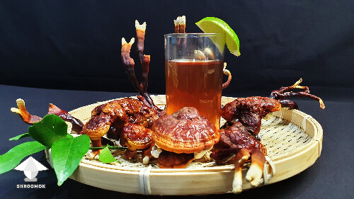 Reishi tea for stress relief and winding down