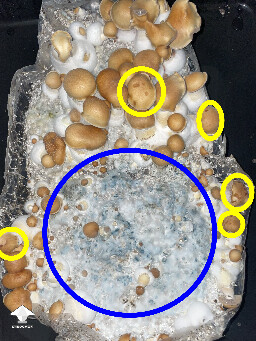 First timer 6930e78dcb53b