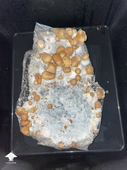 Thumbnail: First time growing – Hillbilly mushrooms