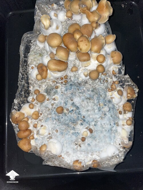 Thumbnail: First timer 6930d1ea14765