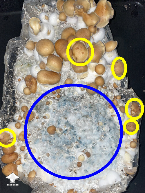 First timer 6930e78dcb53b