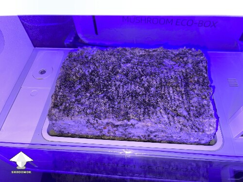 Thumbnail: Probably failed grow? 693311b8dd08e