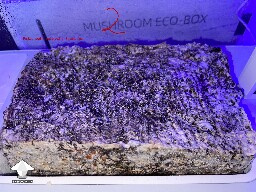 Probably failed grow? 69340ae610abd