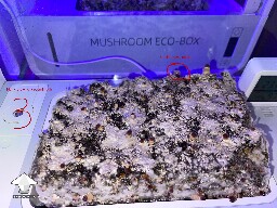 Probably failed grow? 69340ae80abb9