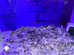 Probably failed grow? 69340ae9c0428