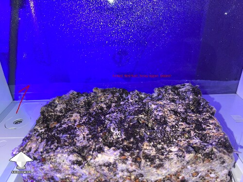 Thumbnail: Probably failed grow? 69340ae3e0356