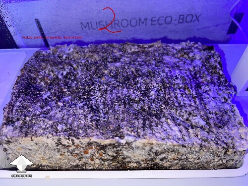 Thumbnail: Probably failed grow? 69340ae610abd