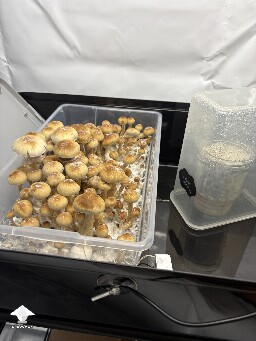 Shoebox Mycelium health? 69352f6ac7cb0