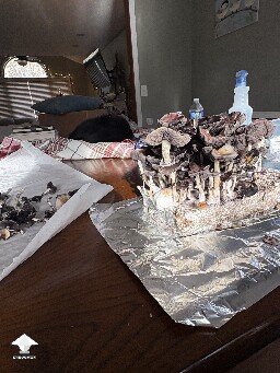 Shoebox Mycelium health? 69352f73b373b