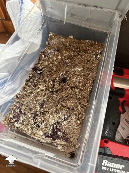 Shoebox Mycelium health? 69352f79d44cc