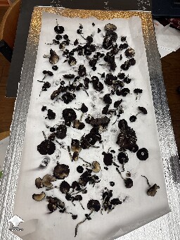 Shoebox Mycelium health? 69352f7d05025