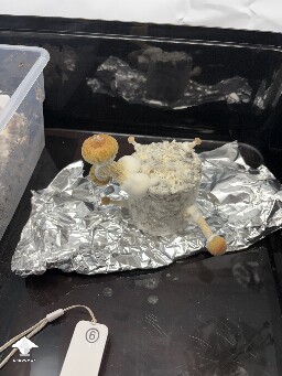 Shoebox Mycelium health? 69352f829489a