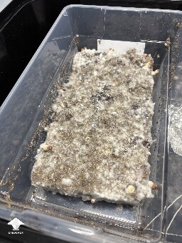 Shoebox Mycelium health? 69352f8511c17
