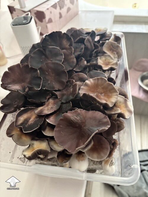 Thumbnail: Shoebox Mycelium health? 69352f6de9b6b