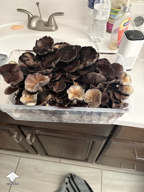 Thumbnail: Shoebox Mycelium health? 69352f710907f