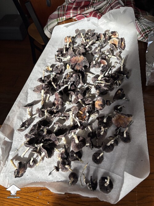 Thumbnail: Shoebox Mycelium health? 69352f768a92f