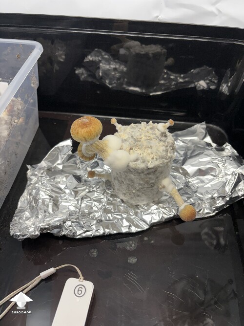 Thumbnail: Shoebox Mycelium health? 69352f829489a