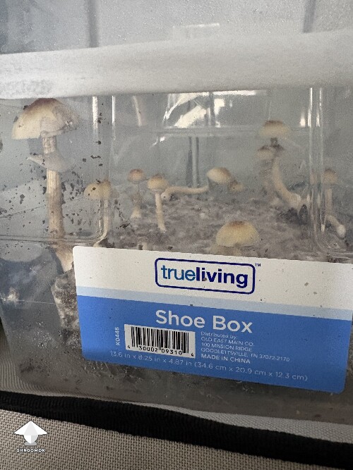 Thumbnail: Shoebox Mycelium health? 69352f881bbc2