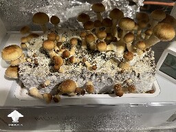 Probably failed grow? 693804f61fcbb