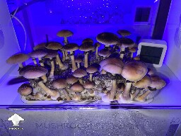 Probably failed grow? 693804f8a2be8