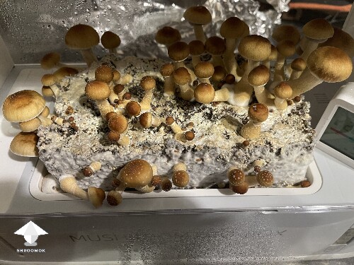 Thumbnail: Probably failed grow? 693804f61fcbb