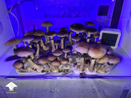 Thumbnail: Probably failed grow? 693804f8a2be8