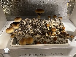 Probably failed grow? 693abfad8764e