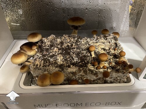 Thumbnail: Probably failed grow? 693abfad8764e