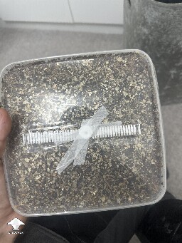 Grow bag 2.0 mycelium taking a while to form 69405e605cb31