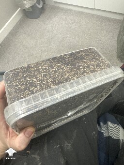 Grow bag 2.0 mycelium taking a while to form 69405e63f2cb6
