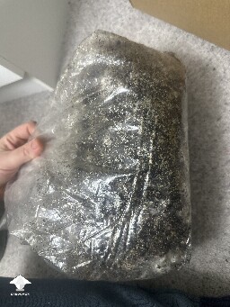 Grow bag 2.0 mycelium taking a while to form 69406e0a4c293