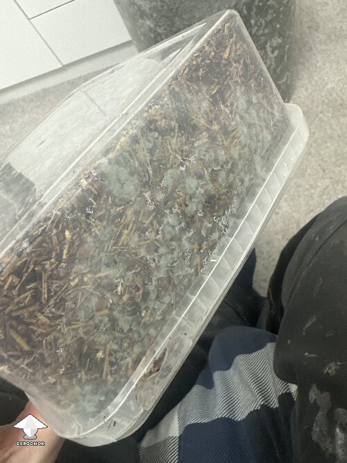 Grow bag 2.0 mycelium taking a while to form 69405e53c8545