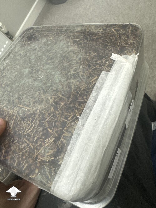 Grow bag 2.0 mycelium taking a while to form 69405e5732fd2