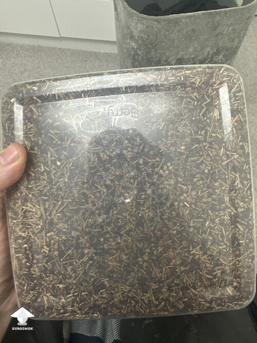 Grow bag 2.0 mycelium taking a while to form 69405e5b15649