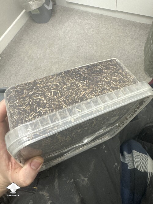 Grow bag 2.0 mycelium taking a while to form 69405e63f2cb6