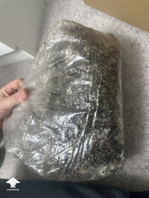 Grow bag 2.0 mycelium taking a while to form 69406e0a4c293