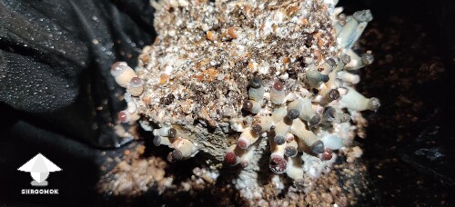 Is this contamination or bruising? 693f579a04a0b